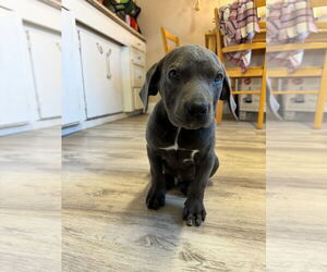 Unknown-Weimaraner Mix Dogs for adoption in Chico, CA, USA