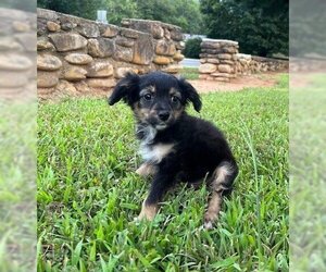 Australian Shepherd Dogs for adoption in Candler, NC, USA