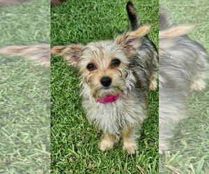 Mutt Dogs for adoption in Holly Springs, NC, USA