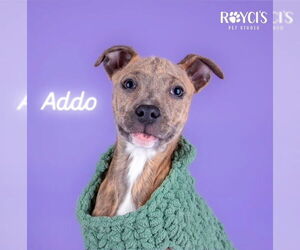 Unknown-Whippet Mix Dogs for adoption in Sandy, UT, USA