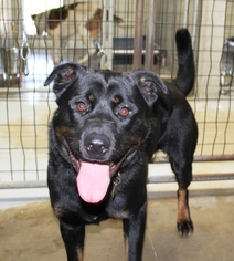 Rottweiler Dogs for adoption in Priest River, ID, USA