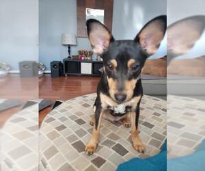Miniature Pinscher Dogs for adoption in Mooresville, NC, USA