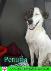 Australian Shepherd-Jack Russell Terrier Mix Dogs for adoption in Pensacola, FL, USA