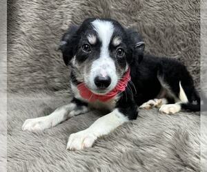 Australian Shepherd-Unknown Mix Dogs for adoption in Grafton, WI, USA