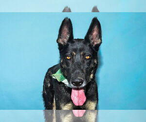 German Shepherd Dog Dogs for adoption in Pasadena, CA, USA