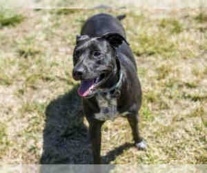 Sheprador Dogs for adoption in Placerville, CA, USA