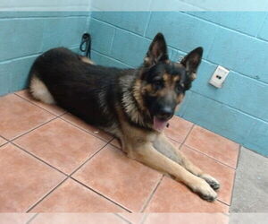 Medium Photo #2 German Shepherd Dog Puppy For Sale in Downey, CA, USA