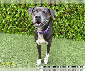 American Pit Bull Terrier Dogs for adoption in West Palm Beach, FL, USA