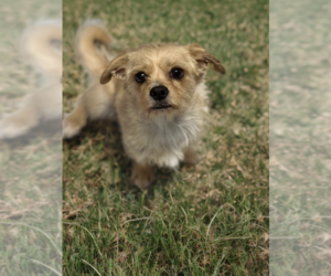 Cairn Terrier-Unknown Mix Dogs for adoption in Phoenix, AZ, USA