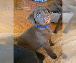 Dutch Shepherd -Labrador Retriever Mix Dogs for adoption in Mechanicsburg, PA, USA