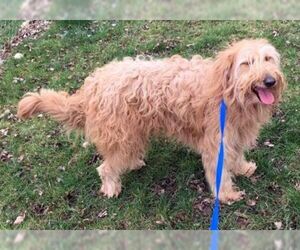 Goldendoodle Dogs for adoption in Boonton, NJ, USA