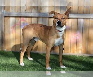 American Staffordshire Terrier-Unknown Mix Dogs for adoption in West Valley, UT, USA