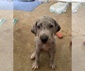 Great Dane Dogs for adoption in Palm Beach, FL, USA