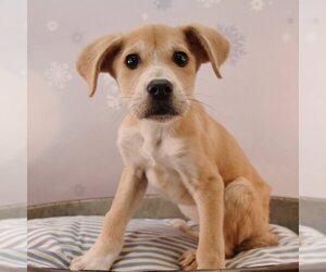 Boxador Dogs for adoption in Sheridan, CO, USA
