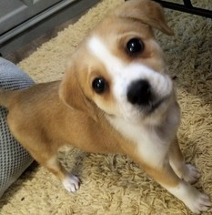 Small Pembroke Welsh Corgi Mix