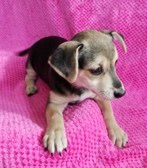 Beagle-Unknown Mix Dogs for adoption in Stockton, CA, USA