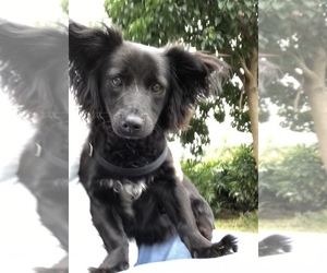 Papshund Dogs for adoption in Weston, FL, USA