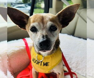 Chihuahua Dogs for adoption in Santa Barbara, CA, USA