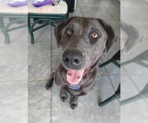 Labrador Retriever Dogs for adoption in Boonville, MO, USA