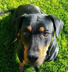 Rottweiler Dogs for adoption in Tucson, AZ, USA