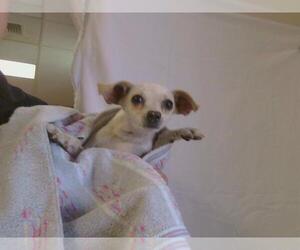 Chihuahua Dogs for adoption in Sacramento, CA, USA