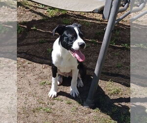 Mutt Dogs for adoption in Jackson Township, NJ, USA