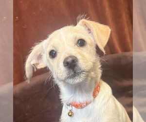 Medium Photo #3 Chihuahua-Unknown Mix Puppy For Sale in Andover, MN, USA