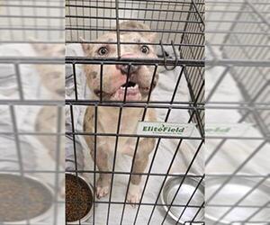 American Pit Bull Terrier-Unknown Mix Dogs for adoption in Texas City, TX, USA