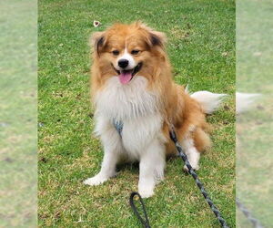 Mutt Dogs for adoption in San Diego, CA, USA