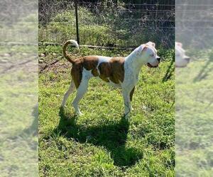 Boxer Dogs for adoption in Oak Bluffs, MA, USA