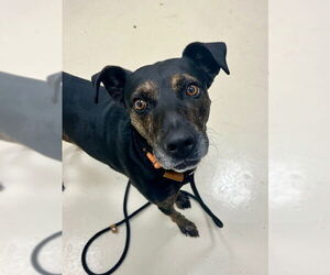 American Pit Bull Terrier-Catahoula Leopard Dog Mix Dogs for adoption in Webster, WI, USA