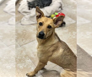 Carolina Dog-Unknown Mix Dogs for adoption in Hilton Head, SC, USA