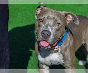 American Pit Bull Terrier Dogs for adoption in Redwood City, CA, USA