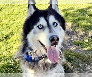Siberian Husky Dogs for adoption in Pueblo, CO, USA