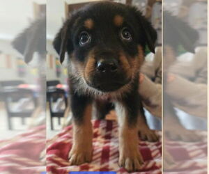 Shepweiller Dogs for adoption in Foristell, MO, USA