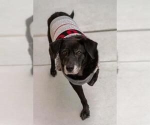 Labrador Retriever Dogs for adoption in Baytown, TX, USA