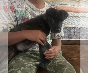 Mutt Dogs for adoption in Holly Springs, NC, USA