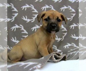 German Shepherd Dog-Staffordshire Bull Terrier Mix Dogs for adoption in York, SC, USA