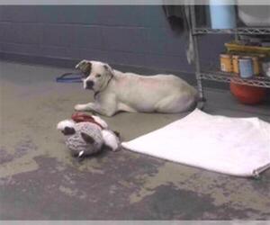 American Bulldog-Unknown Mix Dogs for adoption in Tallahassee, FL, USA