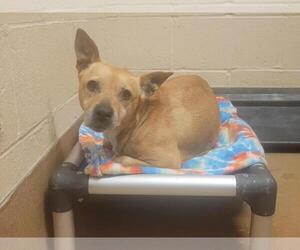 Mutt Dogs for adoption in Martinez, CA, USA