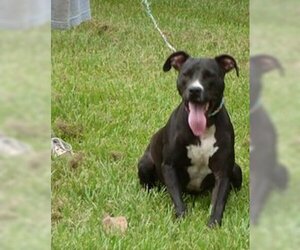 American Pit Bull Terrier-Labrador Retriever Mix Dogs for adoption in Slidell, LA, USA