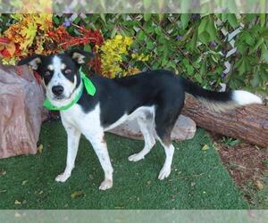 Borador Dogs for adoption in Oklahoma City, OK, USA