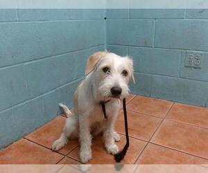 Miniature Schnauzer-Unknown Mix Dogs for adoption in Downey, CA, USA