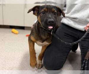 Rottweiler-Unknown Mix Dogs for adoption in Santa Rosa, CA, USA