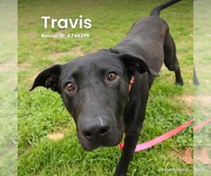 Labrador Retriever-Unknown Mix Dogs for adoption in San Antonio, TX, USA
