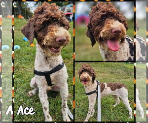 Poodle (Miniature)-Poodle (Standard) Mix Dogs for adoption in Blacksburg, SC, USA