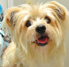Norfolk Terrier Dogs for adoption in Murphy, NC, USA