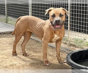 Bullboxer Pit Dogs for adoption in Ojai, CA, USA