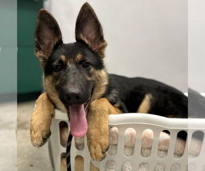 German Shepherd Dog Dogs for adoption in Rohnert Park, CA, USA