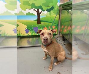 American Pit Bull Terrier Dogs for adoption in Waco, TX, USA